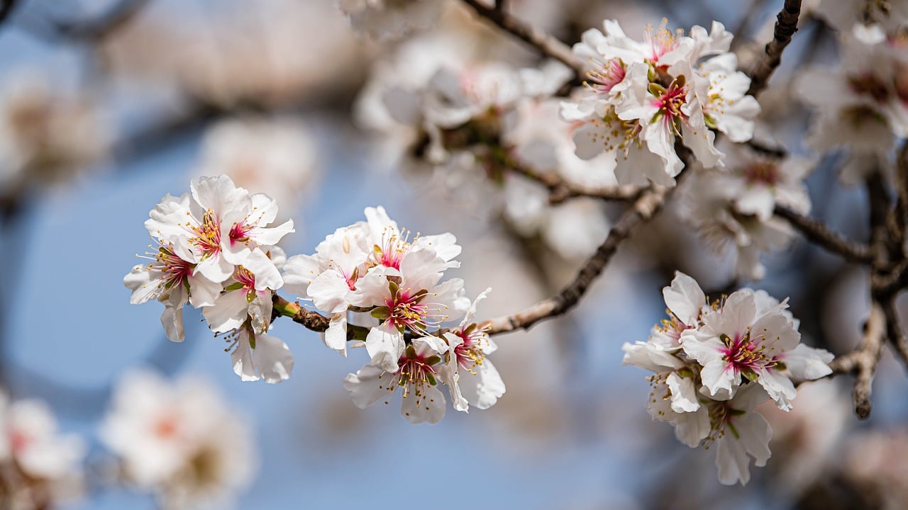 Participating in Local Festivals