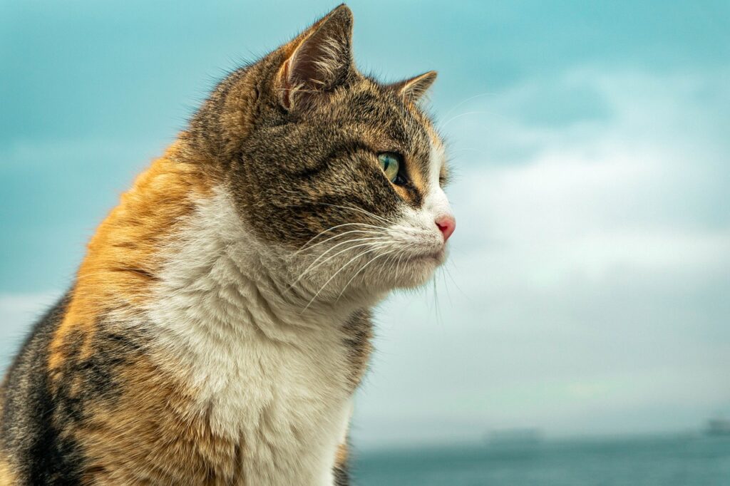The Best Places for Tea in Eminönü